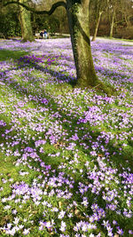 Close-up view of flower tree