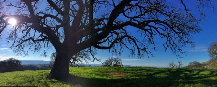 Trees on grassy field