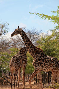 Giraffe standing in zoo