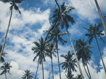 Low angle view of palm trees against sky