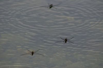 High angle view of spider
