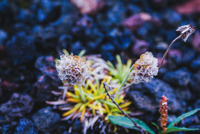 Close-up of wilted flowers on field