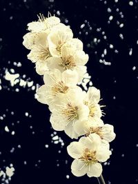 Close-up of white cherry blossom against black background