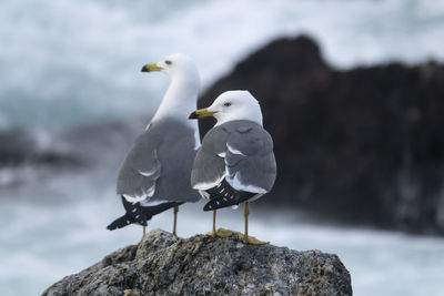 Close-up of seagulls perching on rock