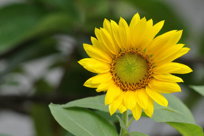 Close-up of yellow sunflower