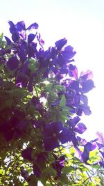 Close-up of purple flowers