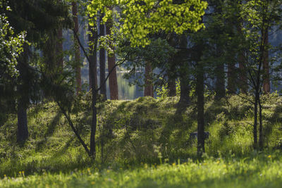 Trees on landscape