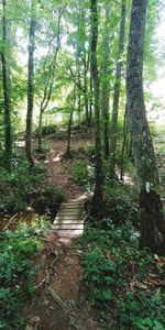 Trees in forest