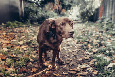 Portrait of dog standing on land