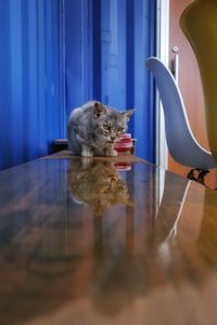 Cat relaxing on table at home