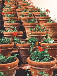 Close-up of potted plants for sale