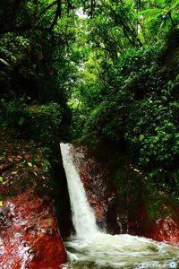 Scenic view of waterfall in forest