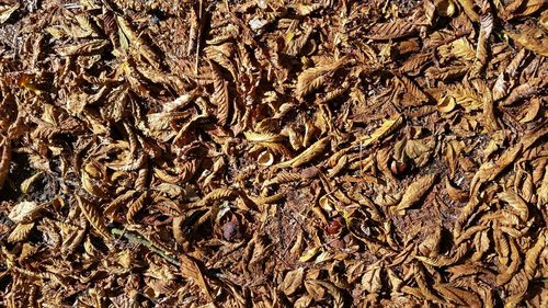 Full frame shot of dried leaf on plant