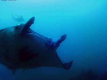 Close-up of jellyfish swimming in sea