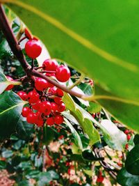 Close-up of red leaves