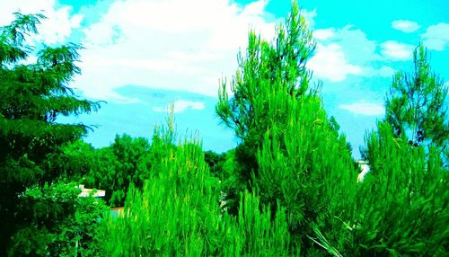 Panoramic shot of trees against sky