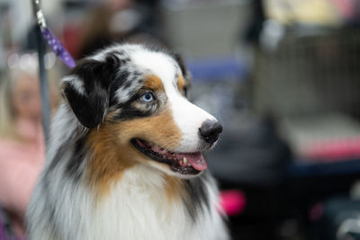 Close up of an australian shepherd on a leash with selective focus sitting on a dog grooming table