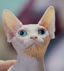 Close-up portrait of cute kitten
