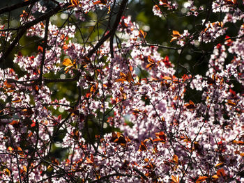 Low angle view of flowers on tree