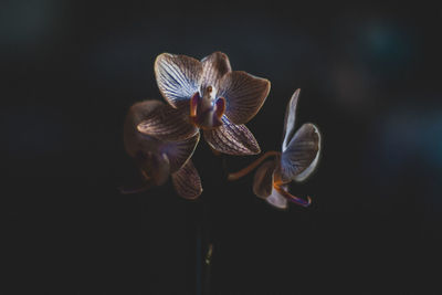 Close-up of flower over white background