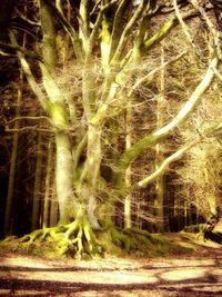 View of trees growing in forest