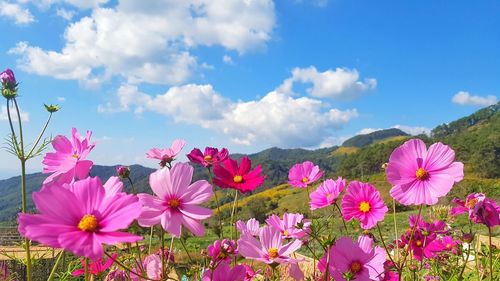 Close-up of pink flowering plants on field against sky