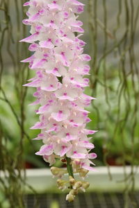 Close-up of pink flowers