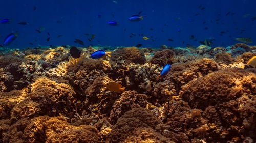 Fish swimming in sea