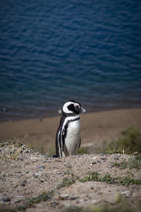 View of penguin on rock at lakeshore