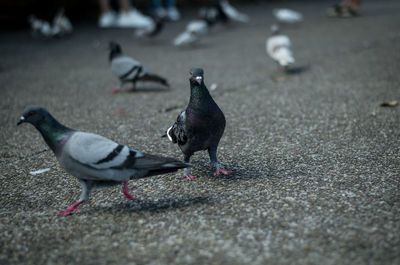 High angle view of pigeons on street