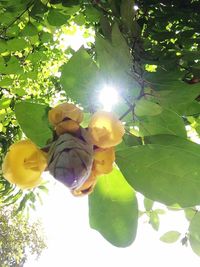 Low angle view of fruits on tree