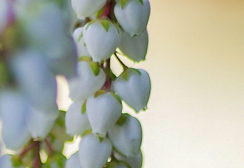 growth, close-up, nature, freshness, beauty in nature, flower, fragility, springtime, branch, outdoors, day, no people, tree, flower head