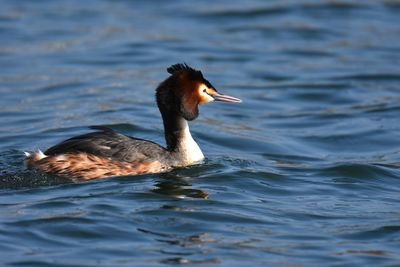 Duck swimming in lake