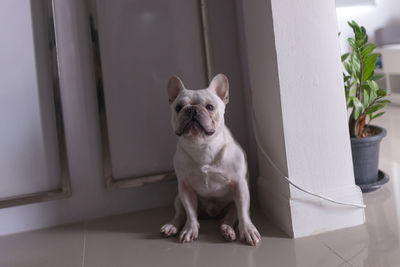 Portrait of a dog sitting on window