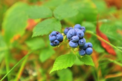 Close-up of berries growing on plant