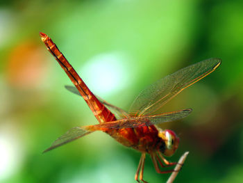 Close-up of dragonfly on plant