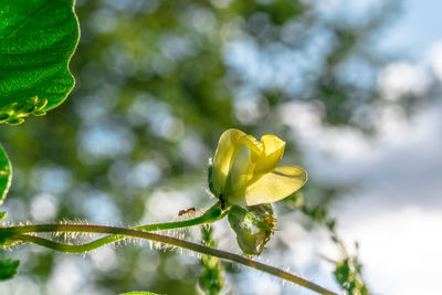 Close-up of yellow flowering plant