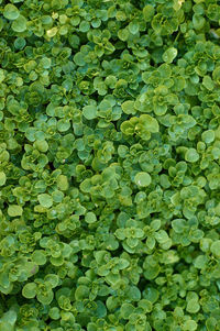 Full frame shot of leaves