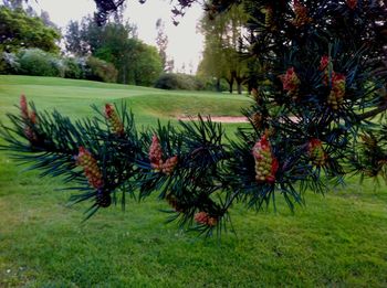 Trees on grassy field