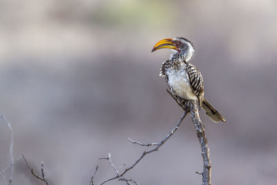 Close-up of bird perching on a tree