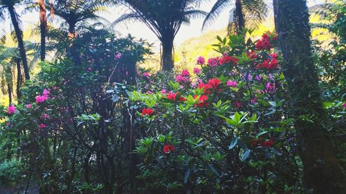 View of flower tree