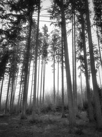 Low angle view of trees