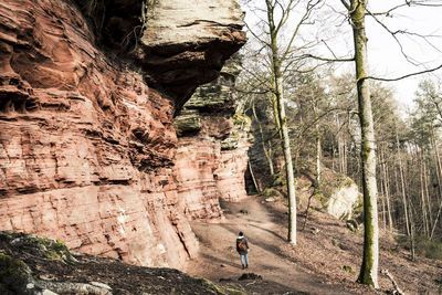 Rear view of man walking in forest