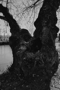 Close-up of tree trunk against sky