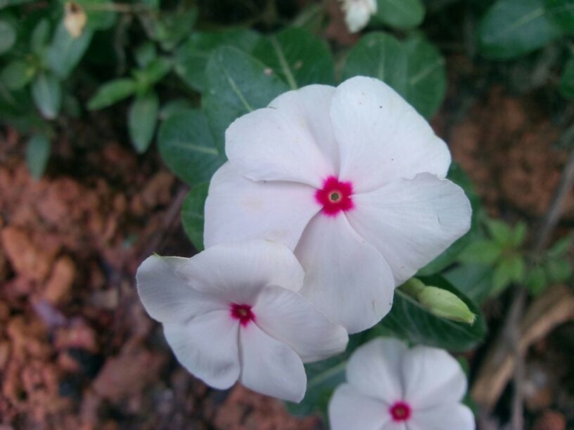 flower, petal, freshness, fragility, flower head, growth, beauty in nature, close-up, nature, white color, stamen, blooming, focus on foreground, pollen, in bloom, plant, high angle view, blossom, day, park - man made space