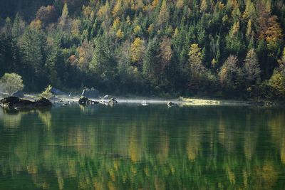 Scenic view of lake in forest