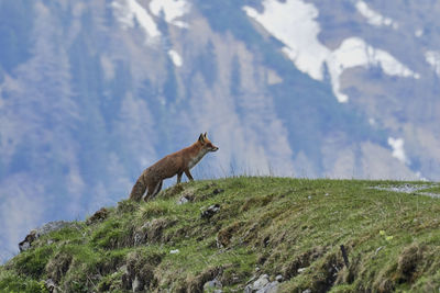 Fox on a field in the mountains
