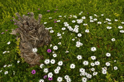 Flowers on grass