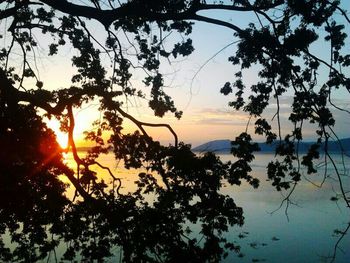 Sun shining through trees