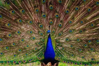 Male peacock in full display
